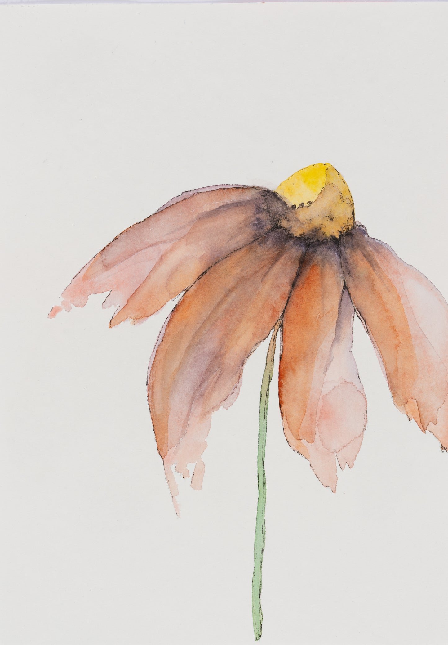 Blooming – Vild solhat